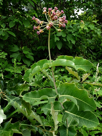 {Asclepias amplexicaulis}